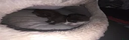 British Longhair cats for sale: Two male kittens - Advert 14