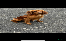 Cocker Spaniel dogs for stud: KC REGISTERED RED COCKER SPANIEL STUD PROVEN in Southampton - Image 3