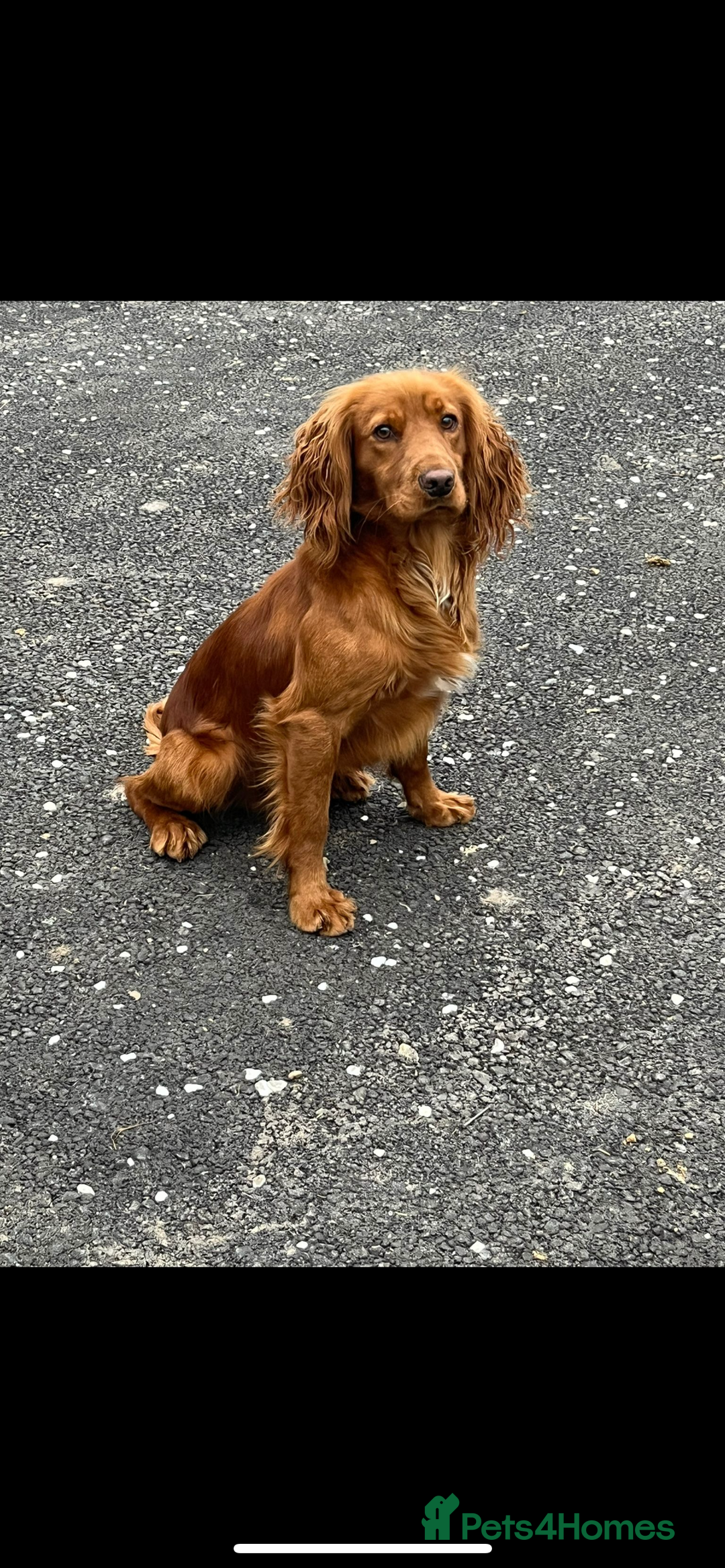 Cocker Spaniel dogs for stud: KC REGISTERED RED COCKER SPANIEL STUD PROVEN in Southampton - Image 3