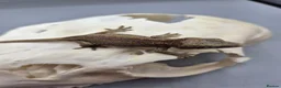 Gecko reptiles for sale: Red and orange striped gargoyle gecko  - Advert 3