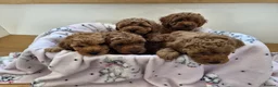 Toy Poodle dogs for sale: Red toy poodle puppies for sale - Advert 13