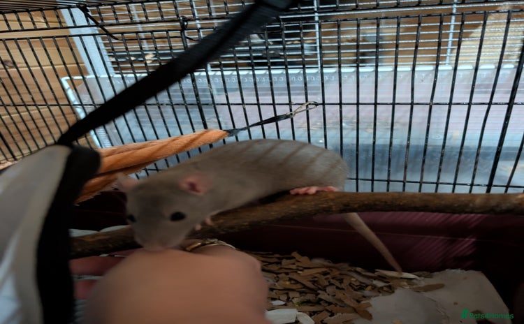 Rat rodents - Advert 11