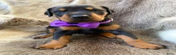Dobermann dogs for sale: *KC REGISTERED* HEALTH TESTED DOBERMAN PUPPIES* - Advert 1