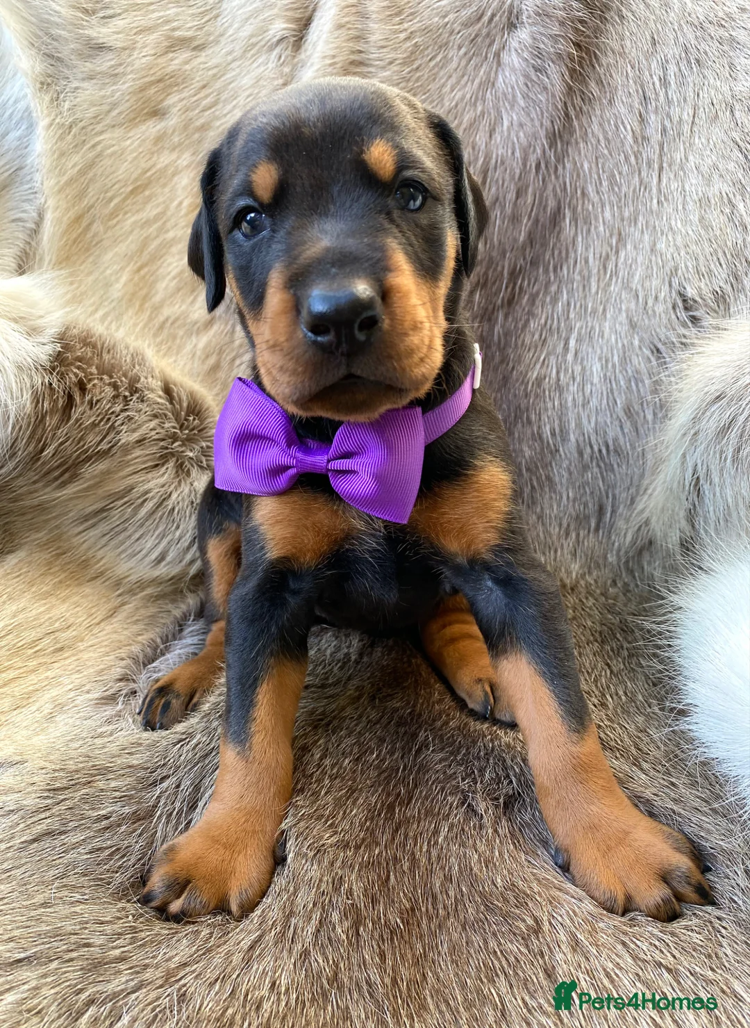 Dobermann dogs for sale: *KC REGISTERED* HEALTH TESTED DOBERMAN PUPPIES* - Advert 1