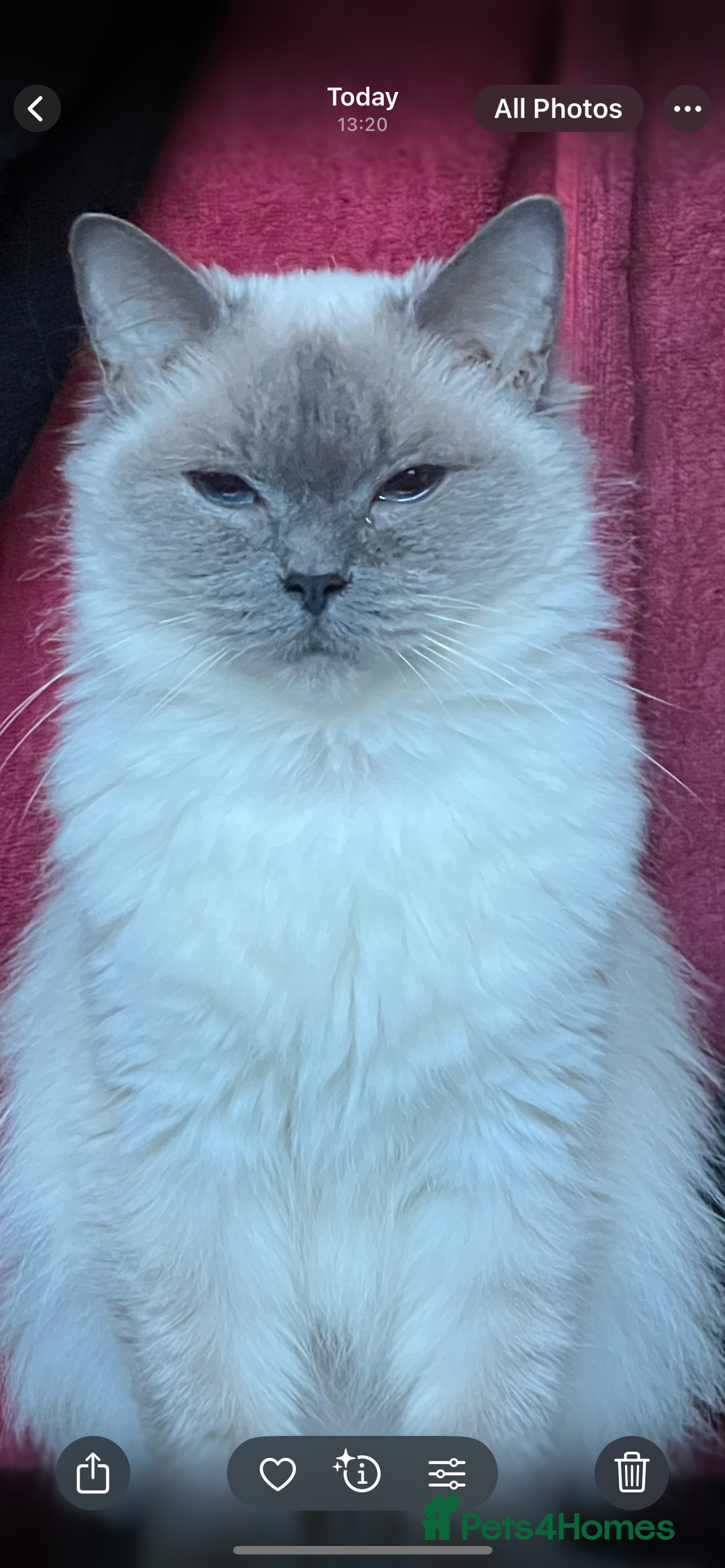 Ragdoll cats for sale: FIFe Registered Ragdoll Kittens Champion Line  - Image 39
