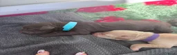 Mixed Breed dogs for sale: Gorgeous Ultimate Doodles - Advert 8