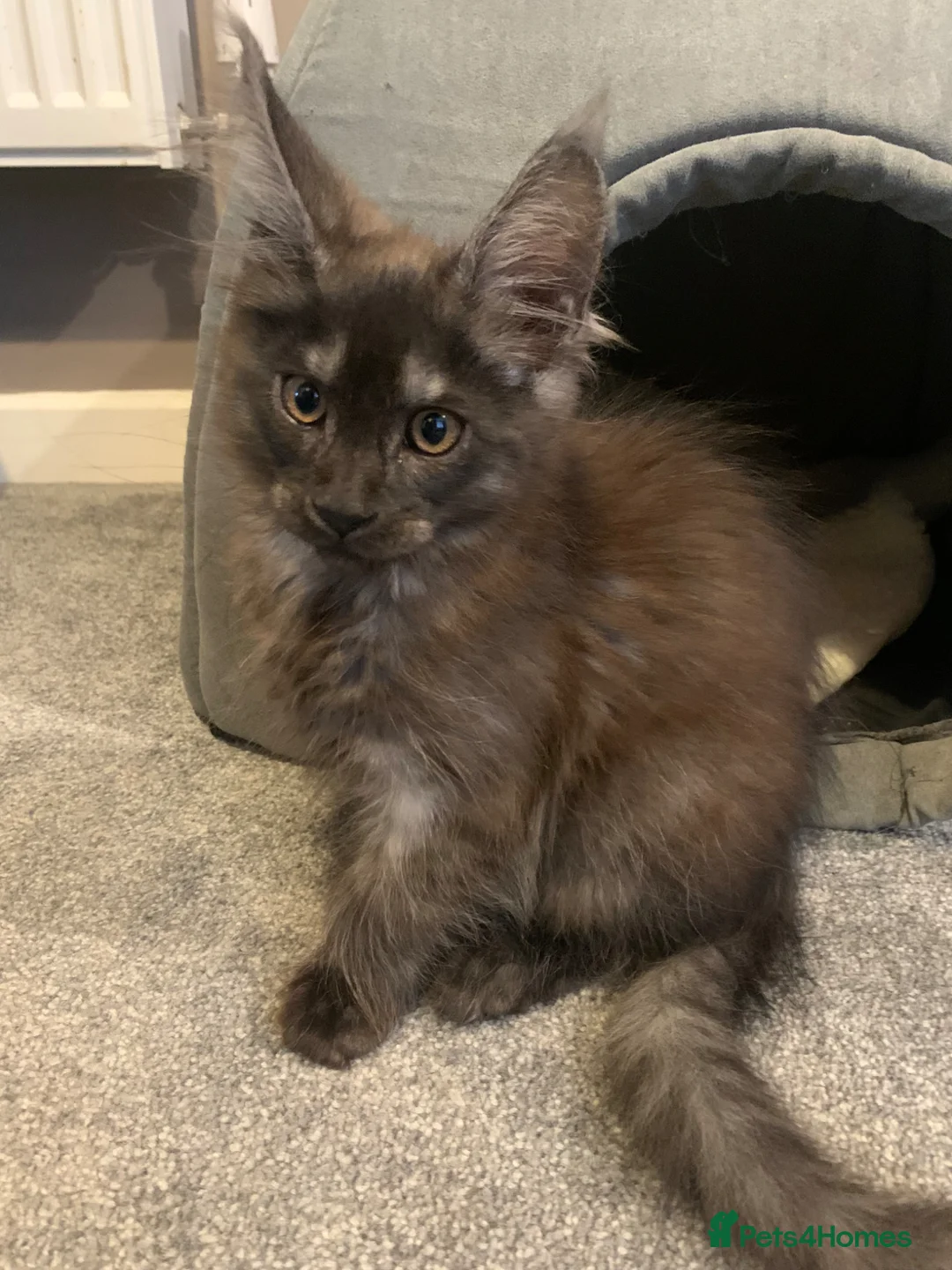 Maine Coon cats for sale: GCCF Gorgrous Maine coon boys for sale - Advert 27