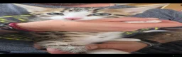 Bengal cats for sale: Beautiful Bengal cross kittens  - Advert 23