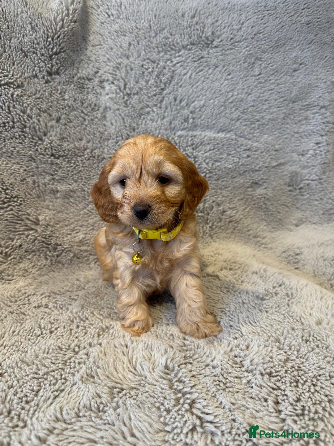 Cockapoo dogs for sale: Cockerpoo puppies  - Advert 14