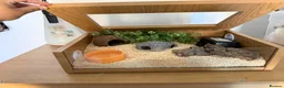 Snake reptiles for sale: Male Albino Western Hognose Snake And Set Up  - Advert 4