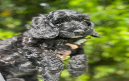 Cockapoo dogs for sale: Ready now black f1 minature show cockapoos  - Image 4