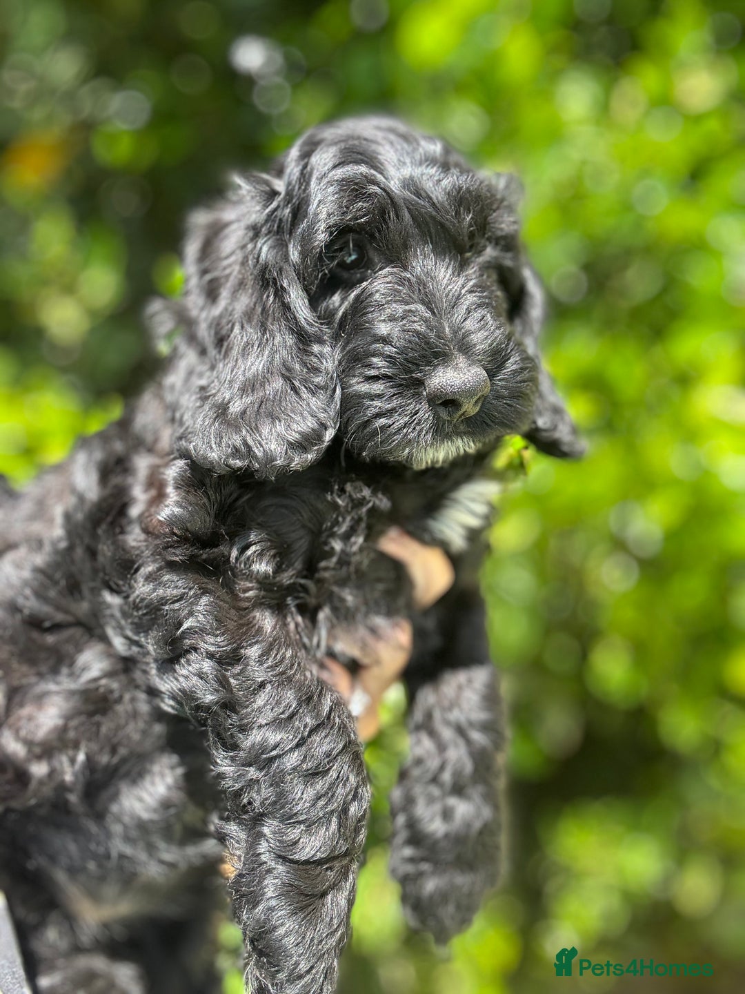 Cockapoo dogs for sale: Ready now black f1 minature show cockapoos  - Image 4