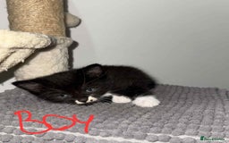 Mixed Breed cats for sale:  Beautiful boys kittens - Advert 3