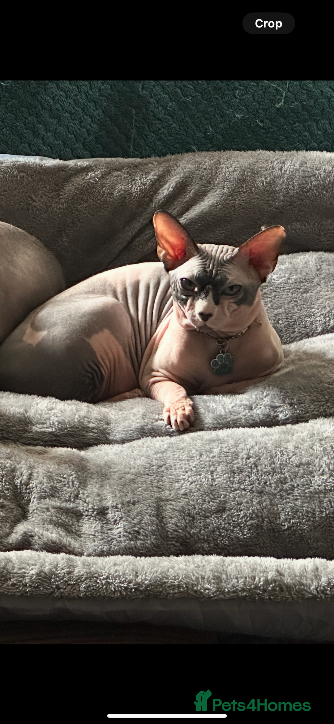 Sphynx cats for sale: Male Sphynx – Sidrick – 1½ Years Old - Advert 8