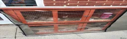 Mini Lop rabbits for sale: 3 mini Lops and full set up  - Advert 10