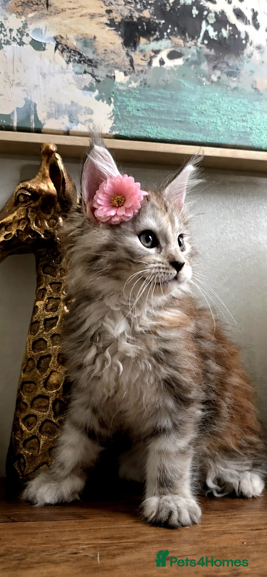 Maine Coon cats for sale: Beautiful, friendly Maine coon girl  - Advert 1