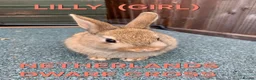 Netherland Dwarf rabbits for sale: Netherland Dwarf / Cross Baby Rabbits  - Advert 9