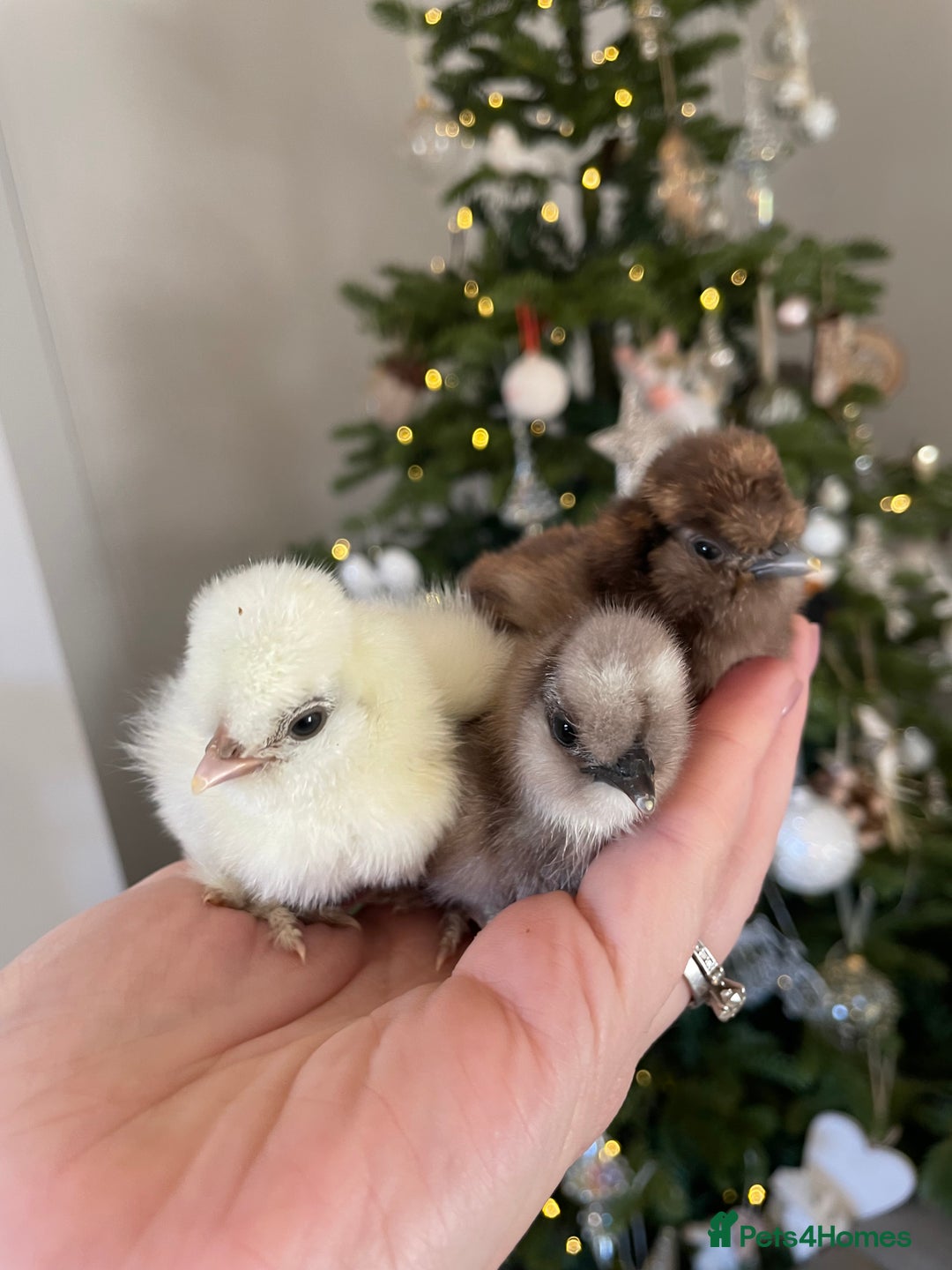 Chickens poultry for sale: PREORDER🤎🤍Day old USA Silkie Chicks (25/12) 🤍🤎 - Advert 1