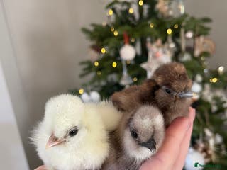 Chickens poultry PREORDER🤎🤍Day old USA Silkie Chicks (25/12) 🤍🤎 - Advert 20