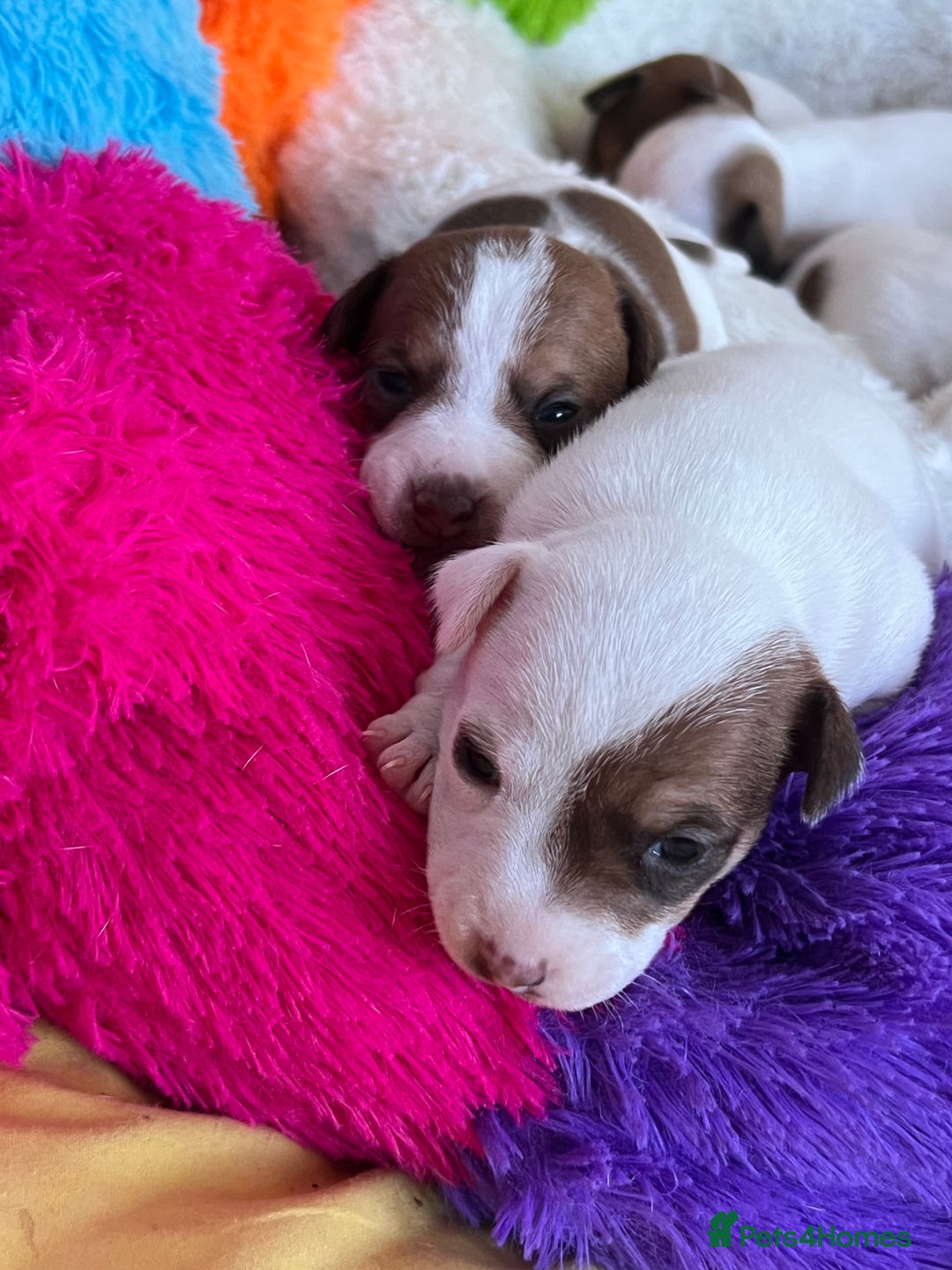 Jack Russell dogs for sale: Stunning Miniature Jack Russell Puppies!!! - Advert 13