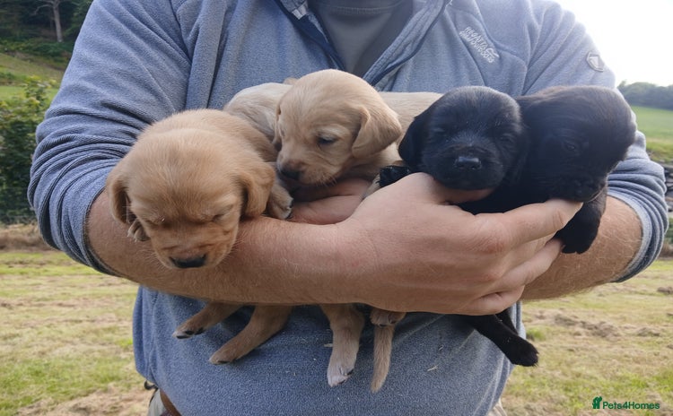 Cockerdor dogs - Advert 1