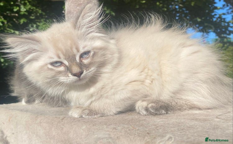 Siberian cats - Advert 2