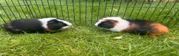 Guinea Pig rodents for sale: Hawk & Panda  - Advert 6