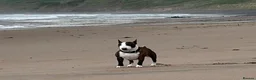 Miniature Bull terrier dogs for sale: 🐾 SPECIAL HOME WANTED FOR A VERY SPECIAL BOY 🐾 - Advert 3