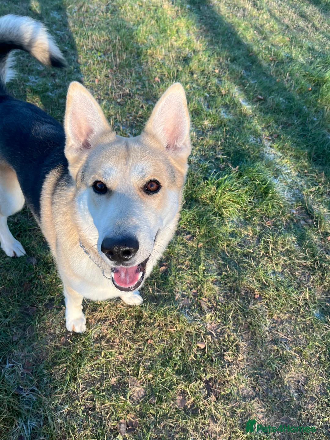 German Shepherd dogs for stud: Exceptional bi-coloured German Shepherd  - Advert 16