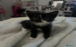 Domestic Shorthair cats for sale: black and white male  - Image 2
