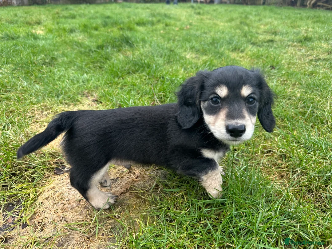 Miniature Dachshund dogs for sale: KC reg Long haired miniature dachshund puppies - Advert 14