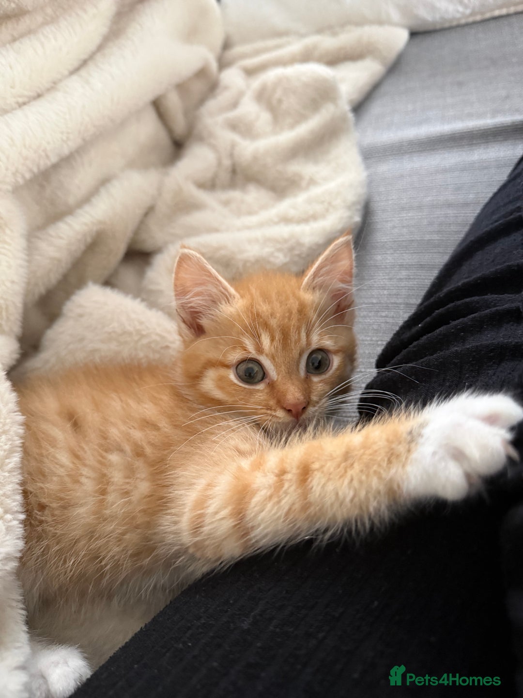 Mixed Breed cats for sale: 2 loveable boys - Image 11