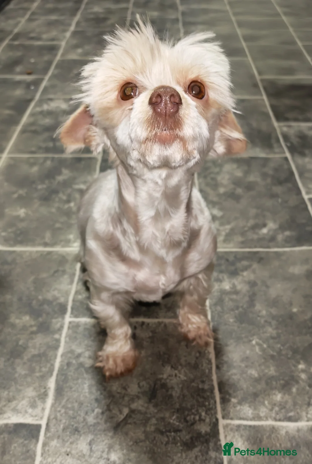 Yorkshire Terrier dogs for sale: Female chocolate sable Yorkie, Biewer terrier - Advert 2