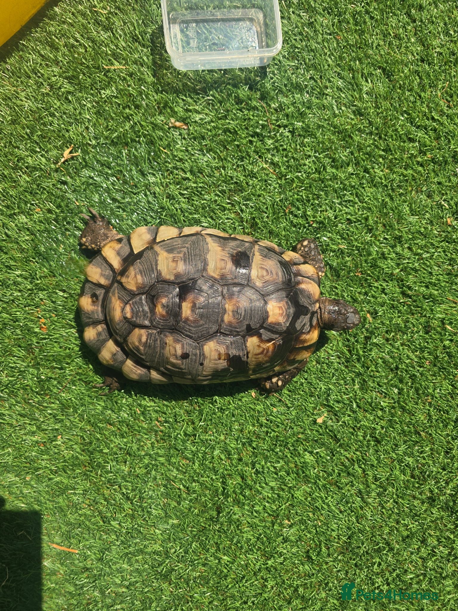 Tortoise reptiles Adult testudo marginated female tortoise - Advert 1