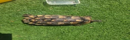 Tortoise reptiles for sale: Adult testudo marginated female tortoise - Advert 1