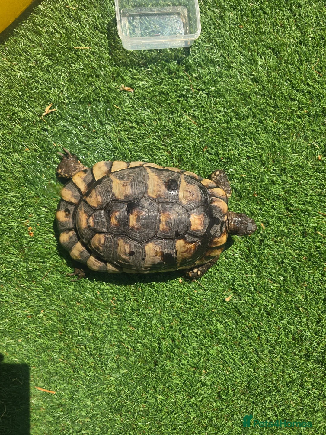 Tortoise reptiles for sale: Adult testudo marginated female tortoise - Advert 1