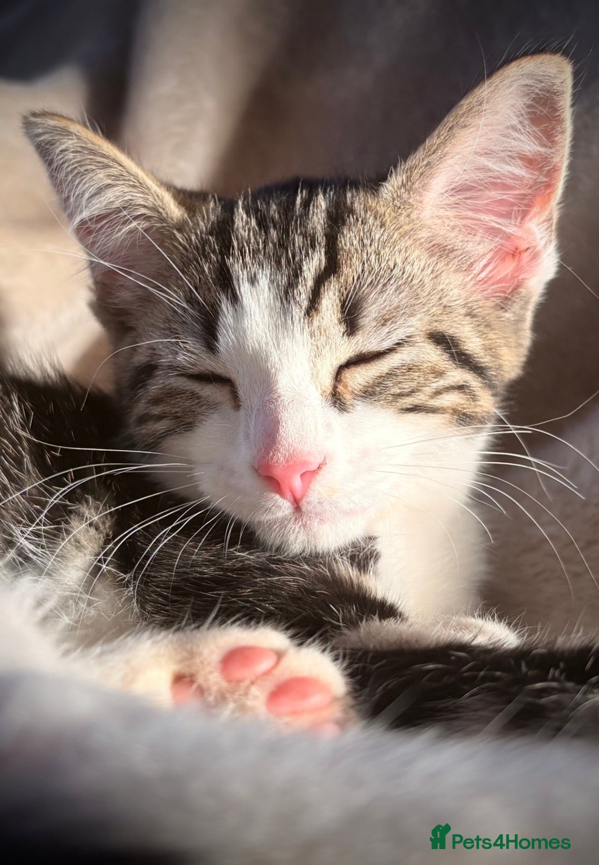Mixed Breed cats 2 girls available £75 each - Advert 6