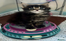 Maine Coon cats for sale: GCCF reg Maine Coon Kittens Stunning Tabby litter - Image 15