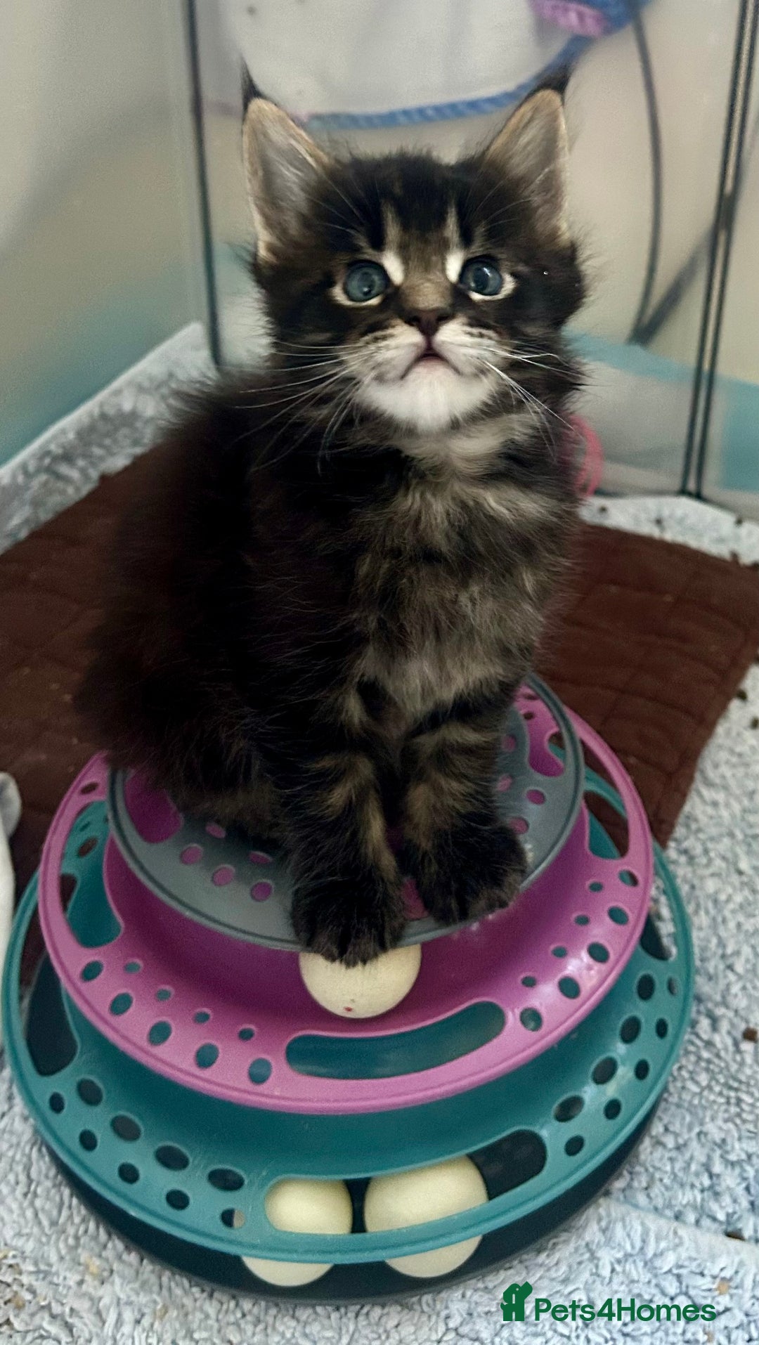 Maine Coon cats for sale: GCCF reg Maine Coon Kittens Stunning Tabby litter - Image 15