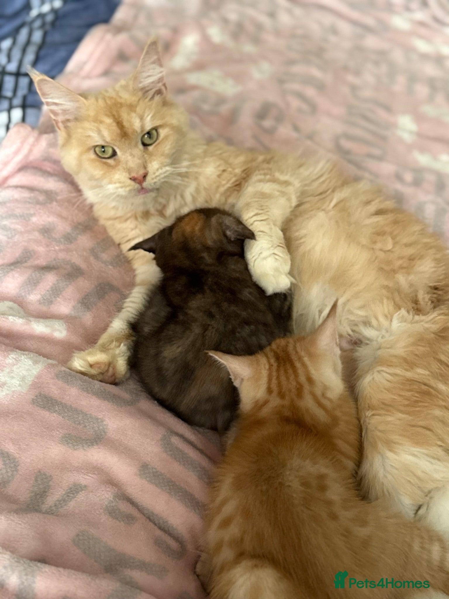 Maine Coon cats Maine Coon Cross Kittens - Advert 2