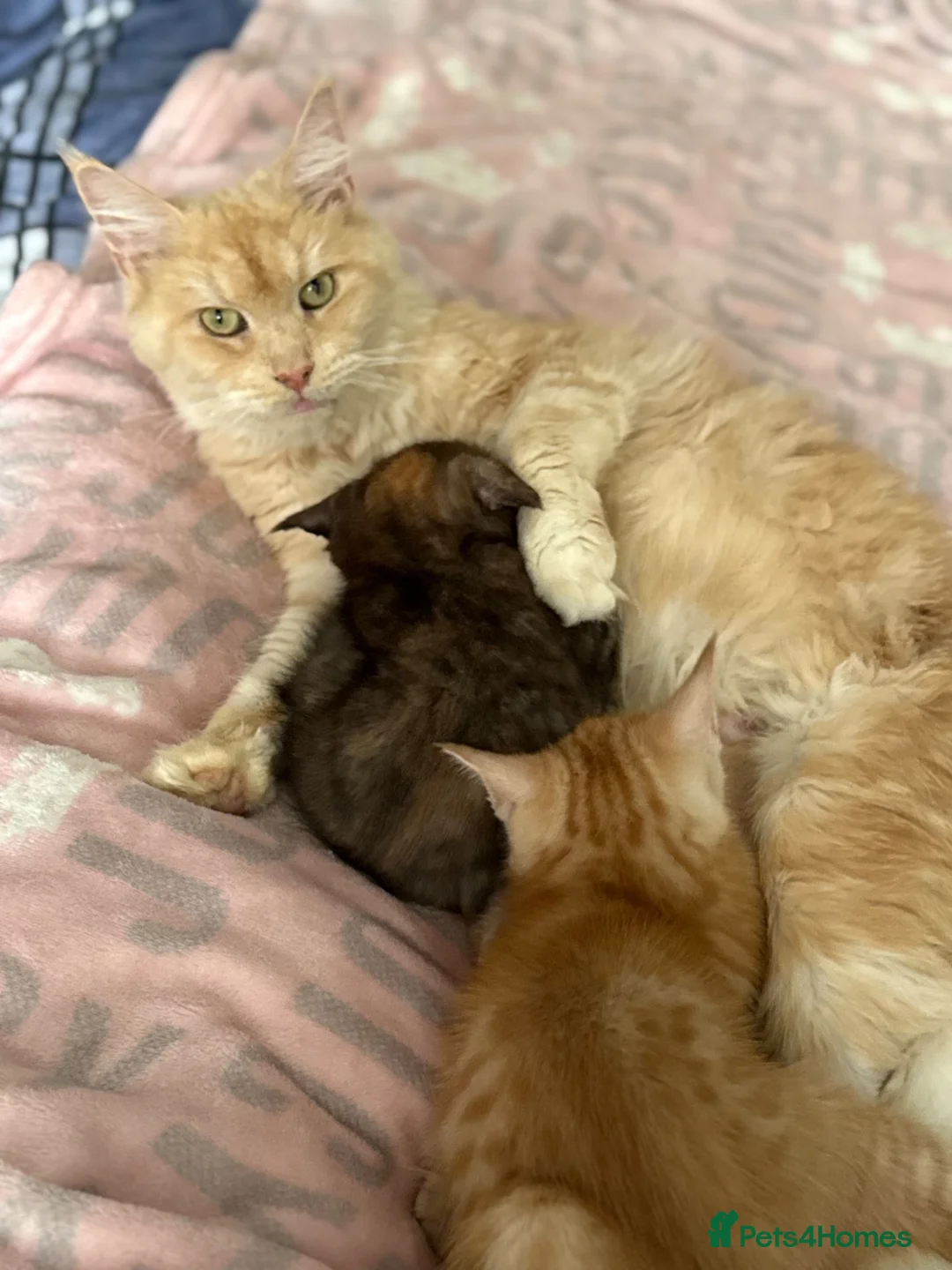 Maine Coon cats for sale: Maine Coon Cross Kittens - Advert 1