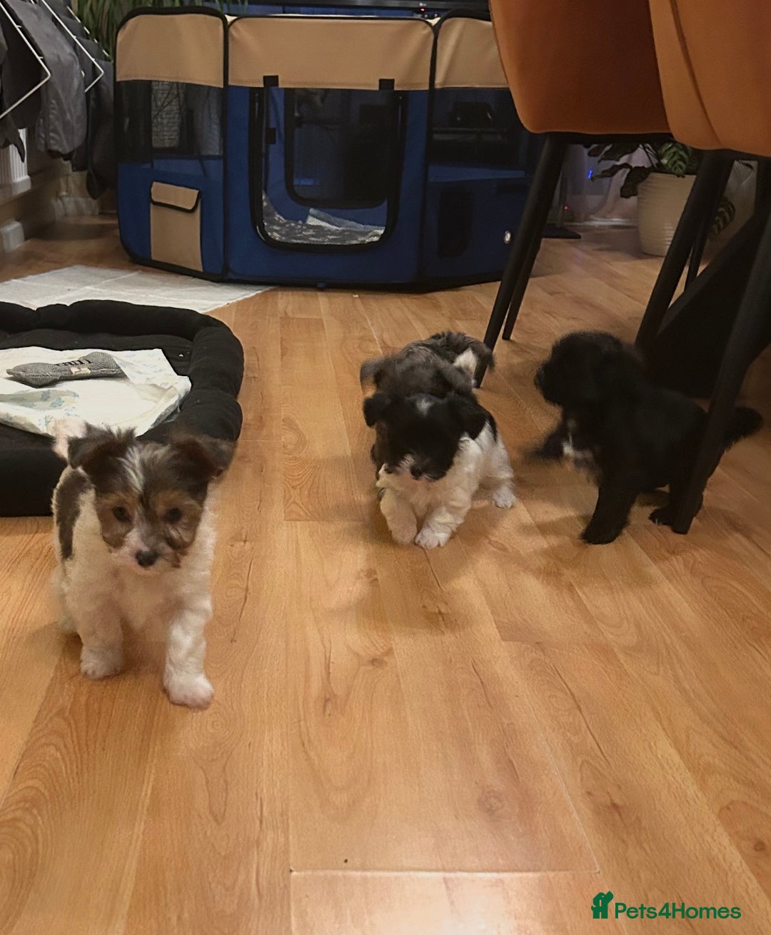 Yorkshire Terrier dogs for sale: Colourful Yorkshire terrier  - Image 5