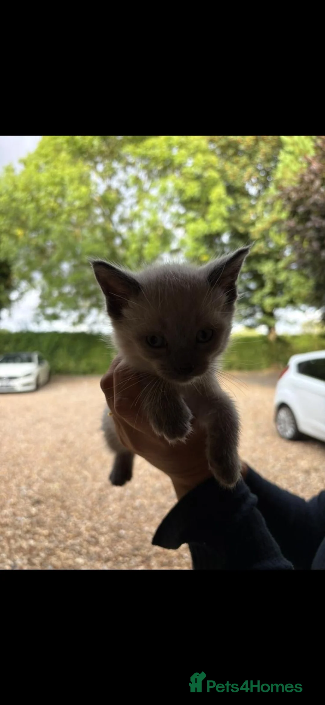 Mixed Breed cats for sale: 2 lovely boys ready to go 😍 - Advert 5