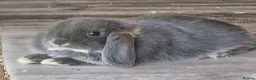 Mini Lop rabbits for sale: 5 gorgeous lopear bunnies - Advert 5