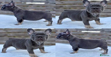 French Bulldog dogs - Advert 10