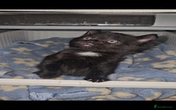 American Curl cats for sale: Amarican Curl Kitten  - Image 3
