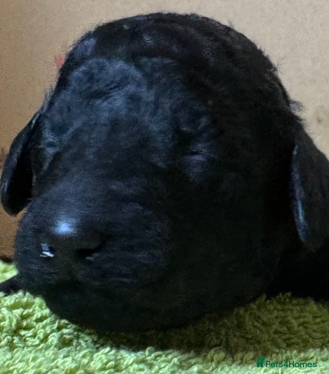 Standard Poodle dogs for sale: Wonderful standard poodle pup’s - Advert 8