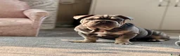Mixed Breed dogs for sale: Velvet French bulldog boy  - Advert 20