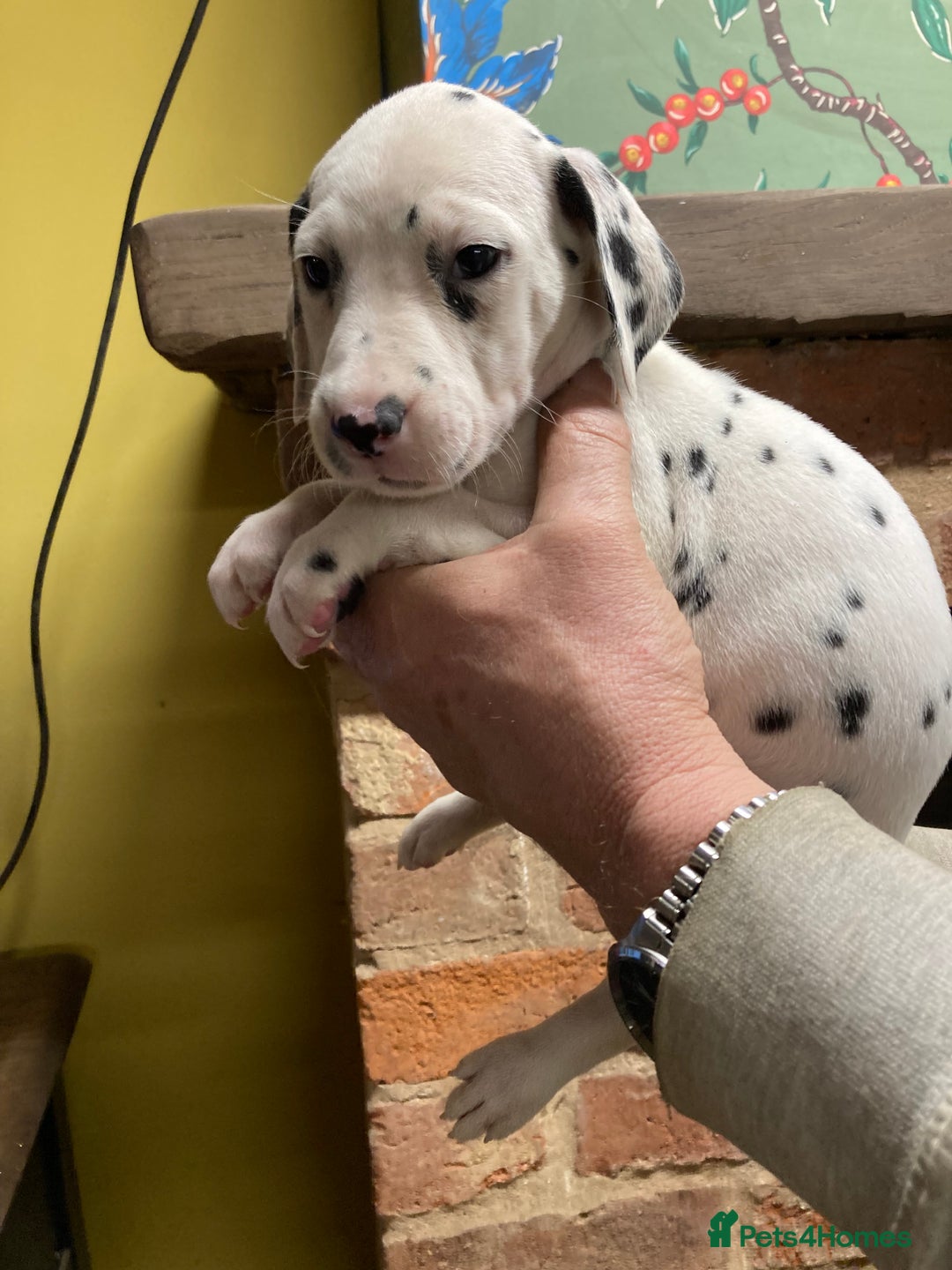 Dalmatian dogs for sale: Dalmation puppies  - Advert 8