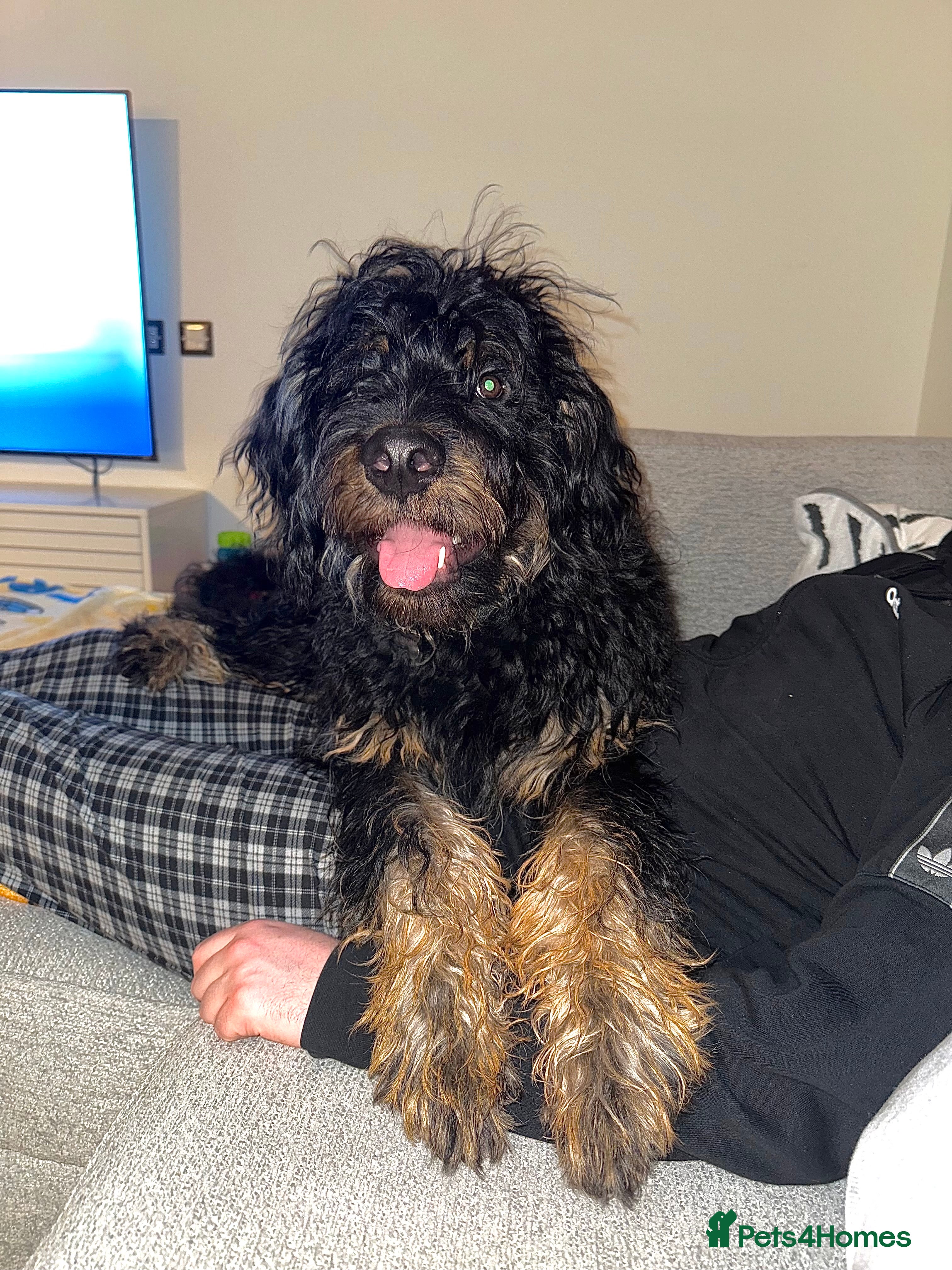 Mixed Breed dogs Male roodle   - Advert 6